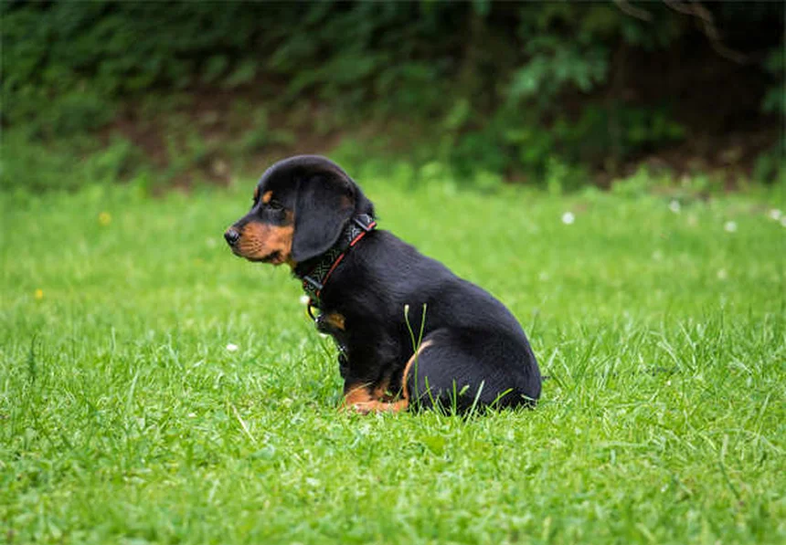 O que é Ascite em Cães? Sintomas, Causas e Tratamento