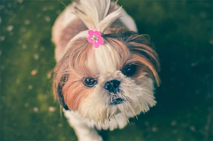 Os 18 cães mais inteligentes do mundo: descubra se o seu está na lista!