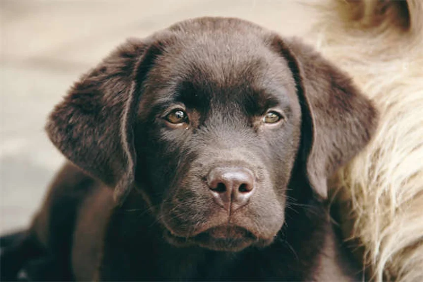 Cytopoint para Cães: Alívio Rápido da Coceira com Tecnologia Inovadora