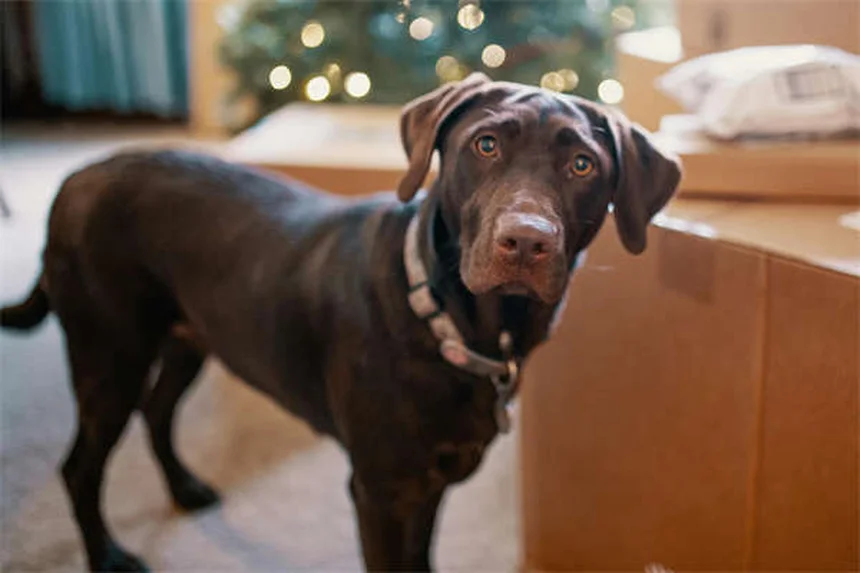 Melhores raças de cães para donos de primeira viagem em 2024