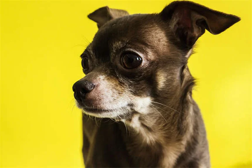 Melhores raças de cães para donos de primeira viagem em 2024