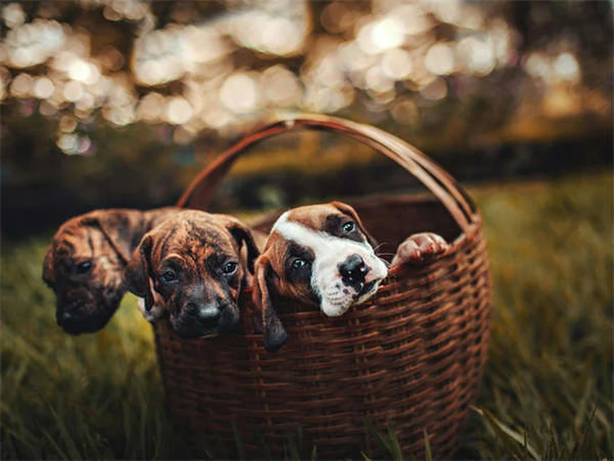 Óleo de peixe para cães: 7 benefícios comprovados para a saúde do seu pet