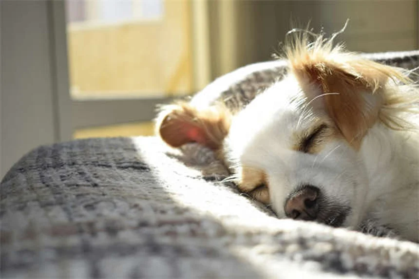 Óleo de peixe para cães: 7 benefícios comprovados para a saúde do seu pet