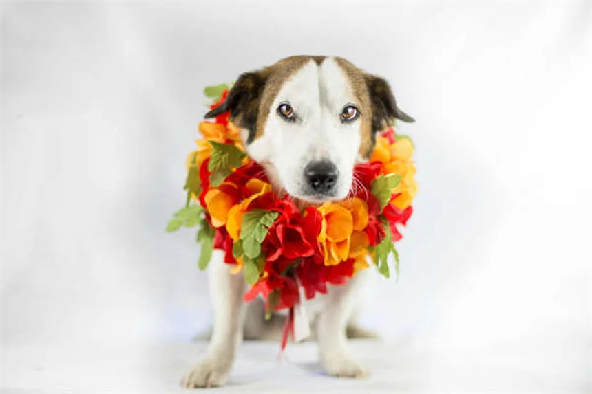 Óleo de peixe para cães: 7 benefícios comprovados para a saúde do seu pet