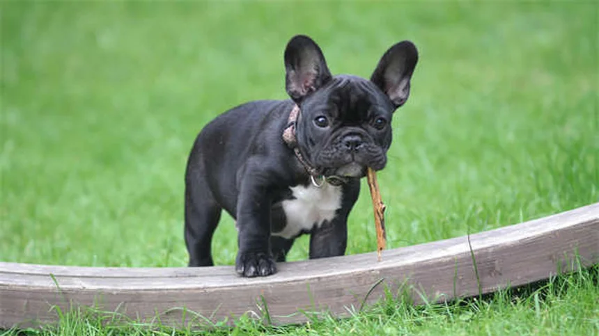 Clopidogrel para cães e gatos: guia completo sobre este medicamento