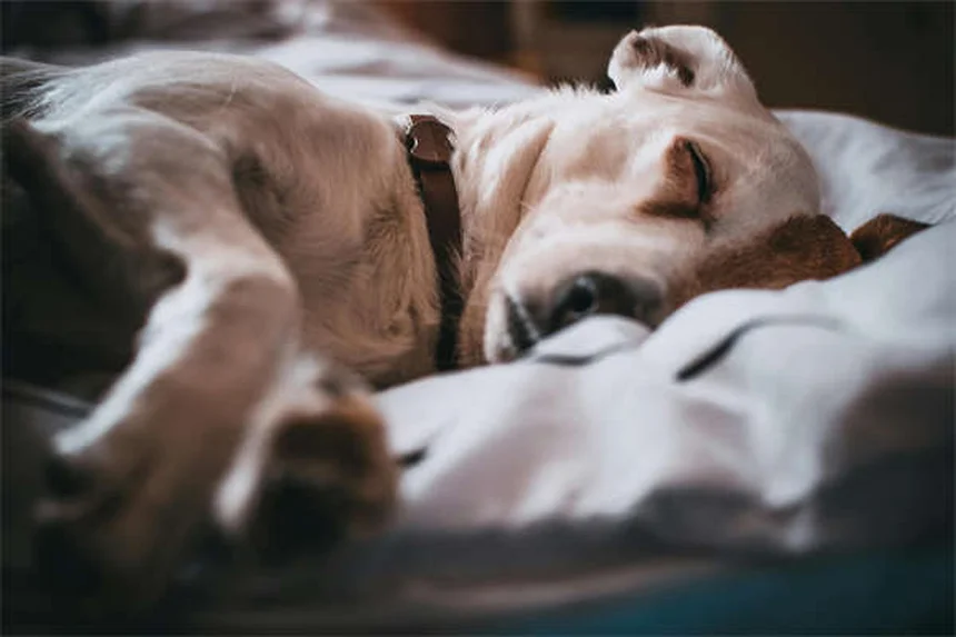 Pneumonia em Coelhos: Sintomas, Tratamento e Como Prevenir