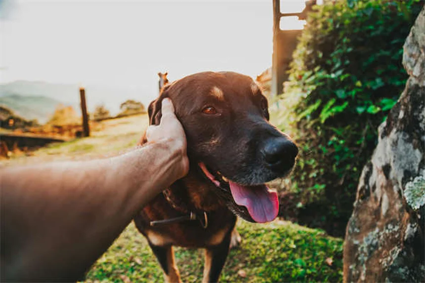 Como Cuidar de Coelhos: Guia Completo para Donos de Primeira Viagem
