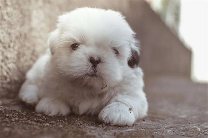 Será que o meu cão está mesmo zangado comigo? Descubra a verdade!
