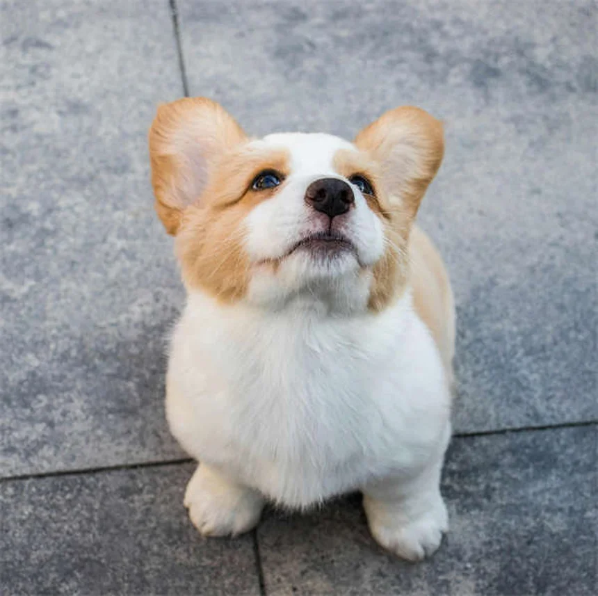 Enterotoxicose por Clostridium em Cães: Sintomas e Tratamento