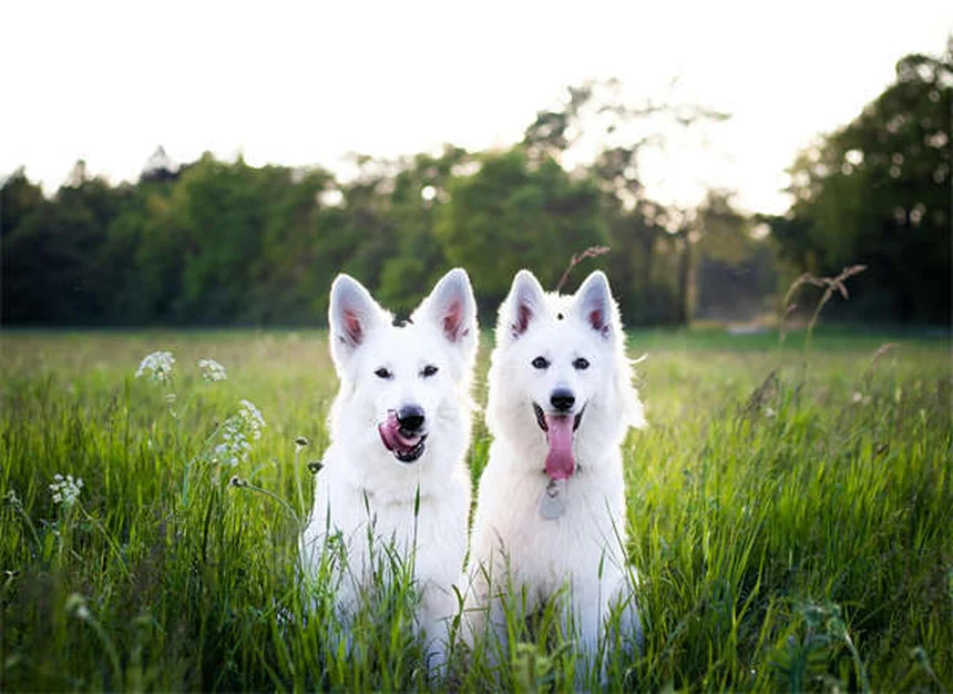 Por que meu cachorro se coça tanto? 5 causas e soluções