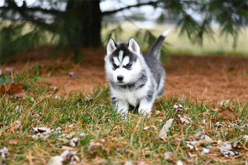 5 exercícios de alongamento para cães idosos que vão revolucionar a mobilidade do seu pet