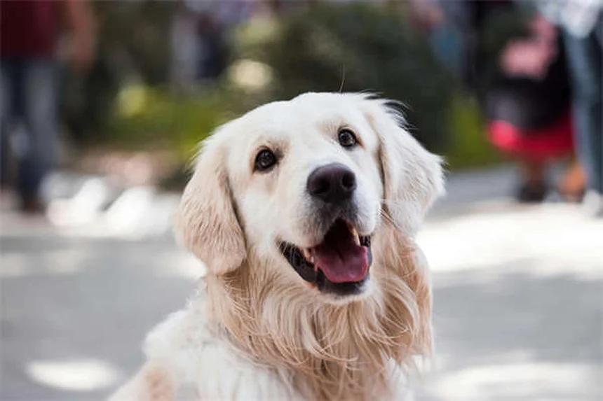 Cuidados essenciais para cães idosos: guia completo para donos