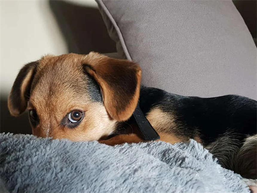 Melhor horário para dar remédio ao seu pet: guia completo