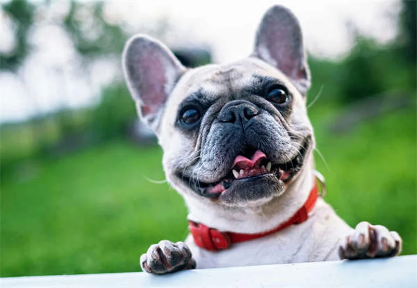 Melhor horário para dar remédio ao seu pet: guia completo