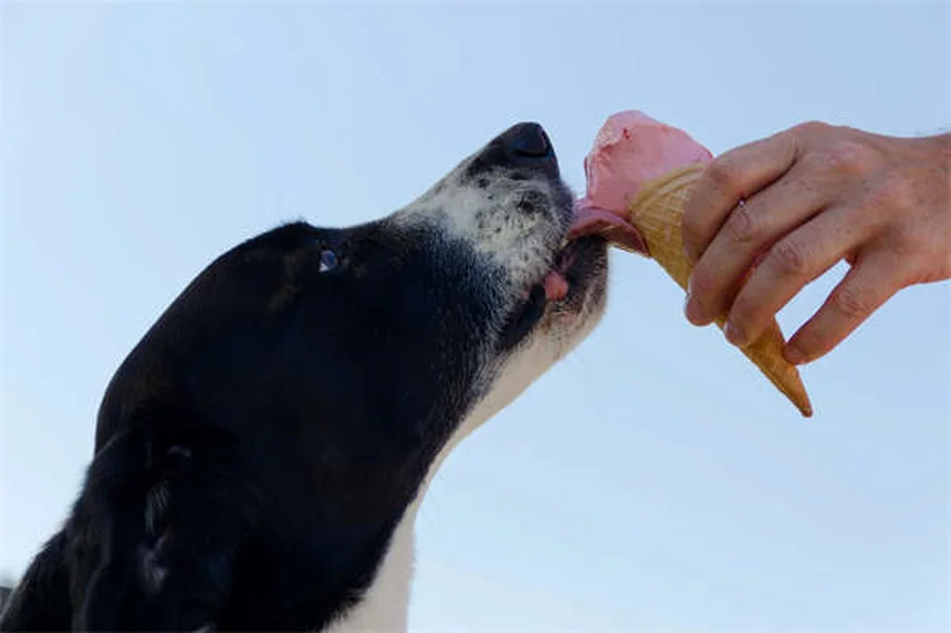 Como proteger seu cão de carrapatos em Portugal: guia completo