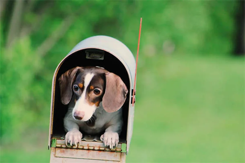 Como proteger seu cão de carrapatos em Portugal: guia completo