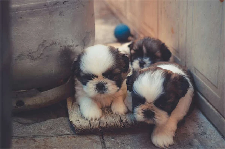 Por que a perda de um cachorro dói mais que perder um parente?