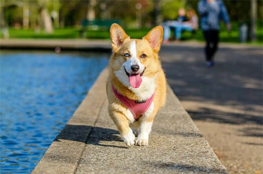 Cães podem ter melhores amigos? Descubra os sinais!