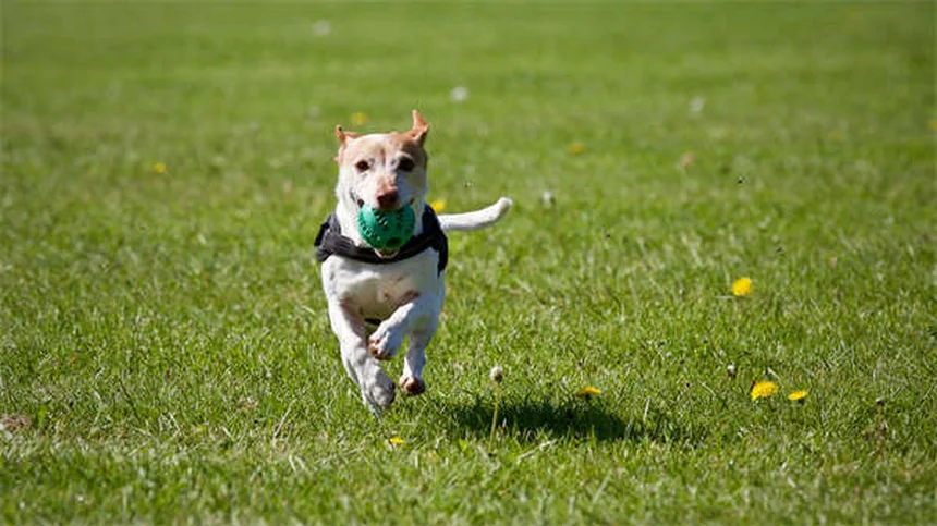 Como ajudar cães medrosos: 5 exercícios comprovados para aumentar a confiança