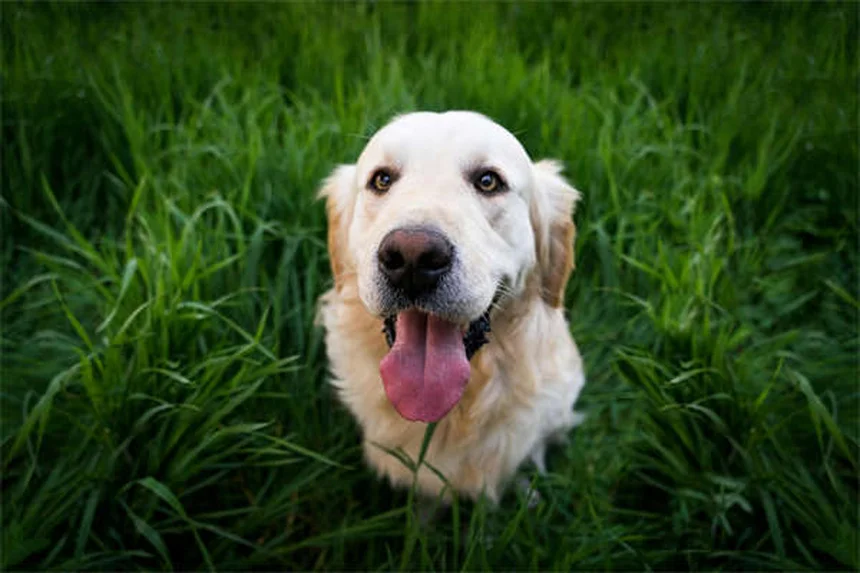 Por que os cães uivam? 5 motivos surpreendentes explicados