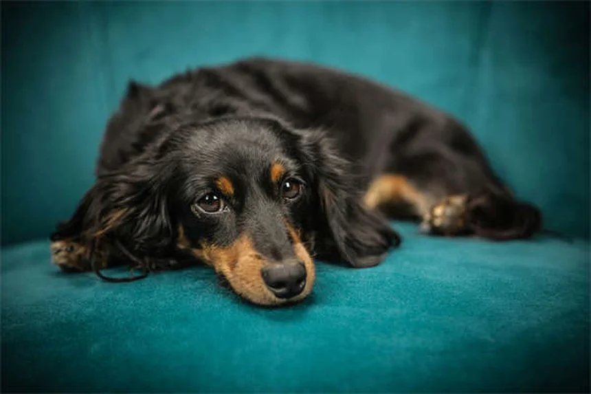 Proteção de recursos em cães: o que é e como resolver