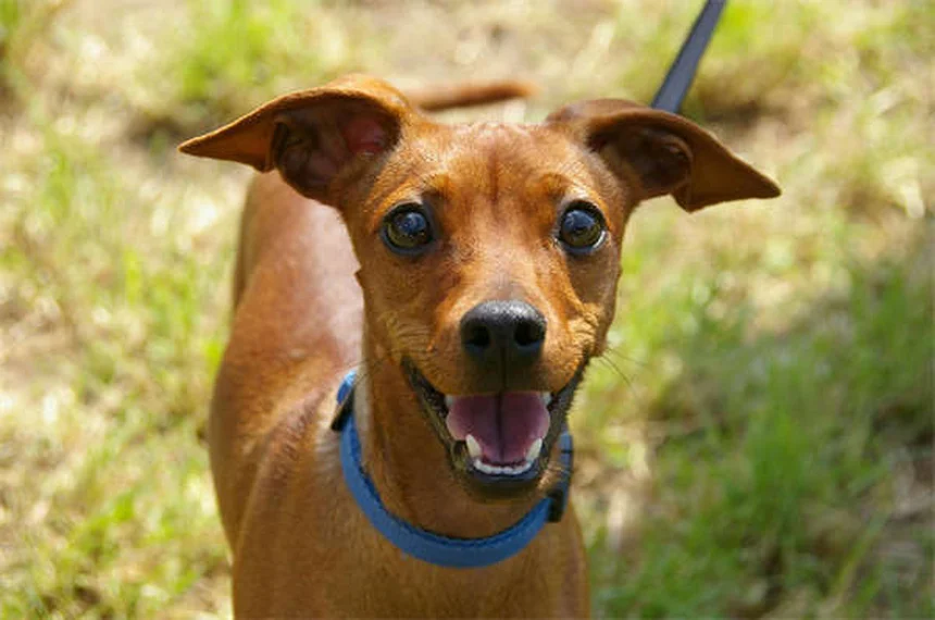 Carrapatos em cães: como proteger seu pet desses parasitas perigosos