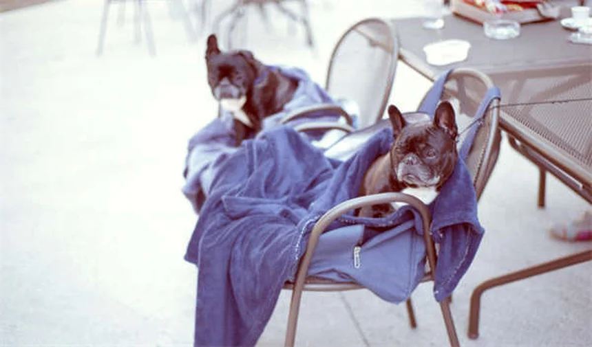 Como Passear Com Seu Cão no Verão: 10 Dicas Essenciais