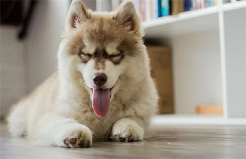 Quanto tempo vivem os coelhos? Descubra como prolongar a vida do seu pet!