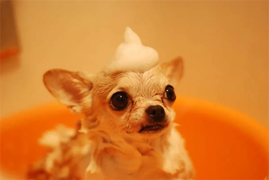Água do vaso sanitário faz mal para pets? Descubra os riscos!
