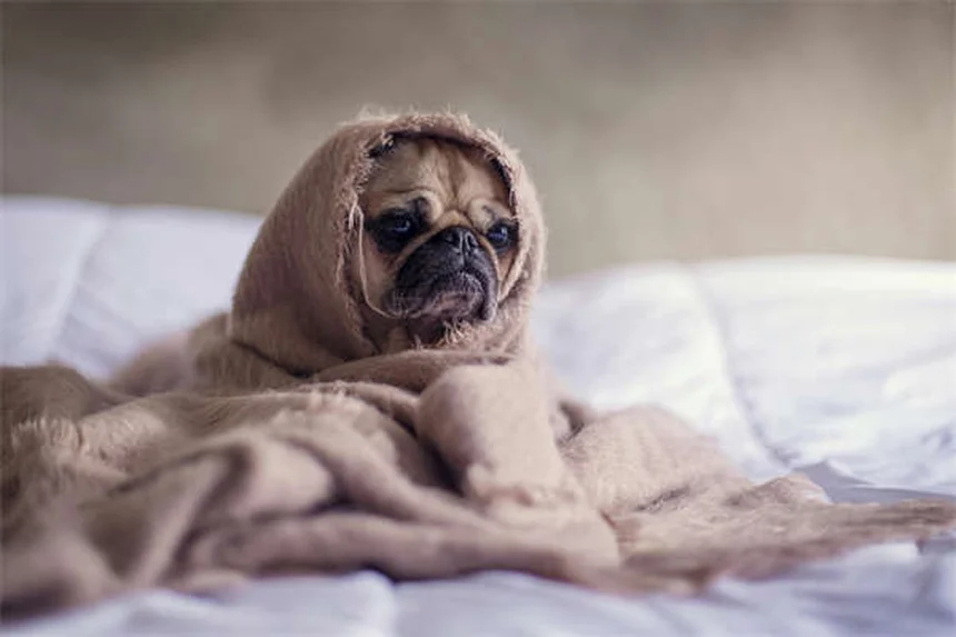 Como Preparar sua Casa para um Novo Gatinho: 10 Dicas Essenciais