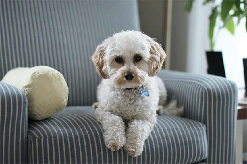 Hidroterapia para cães: 5 benefícios incríveis para a saúde do seu pet