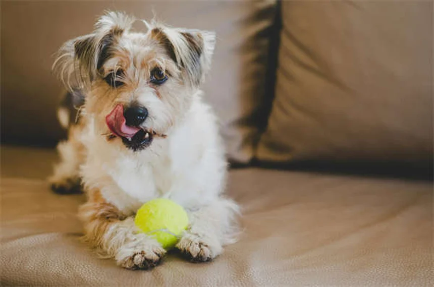 Os cães reconhecem outros cães só de olhar? Descubra aqui!