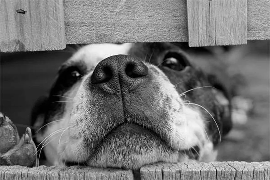 Como cuidar do equipamento equestre: 5 dicas essenciais para limpeza
