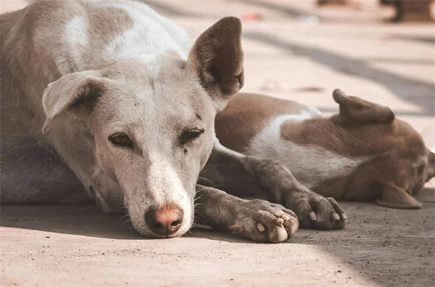 Por que cachorros adoram cafuné na barriga? Descubra os segredos!