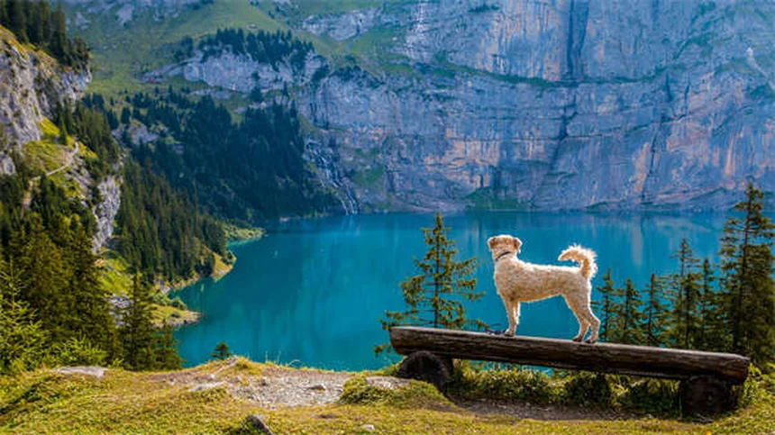 Por que os cães latem? 7 motivos que todo dono precisa saber