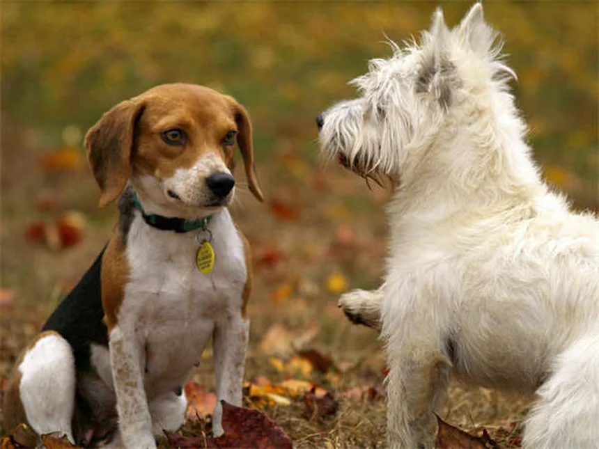 Por que os cães latem? 7 motivos que todo dono precisa saber