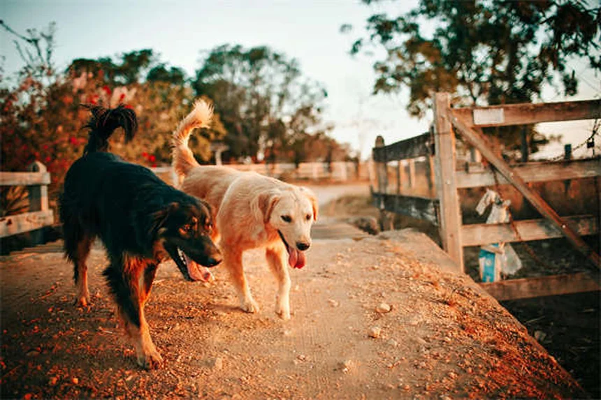 Síndrome do Cachorro Tremelique: Tudo o que Você Precisa Saber