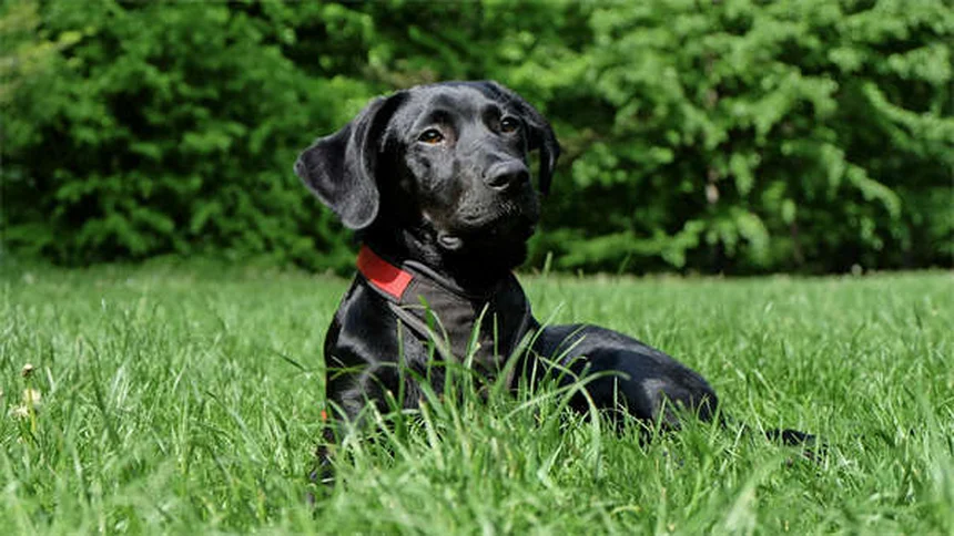 Tylosin para Cães e Gatos: Tudo o que Você Precisa Saber